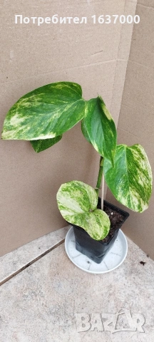 Епипремнум Hicolor