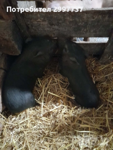 Виетнамски прасета, снимка 2 - Прасета - 52921625