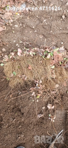 Разсад ягоди целогодишни , снимка 6 - Разсади - 53613985