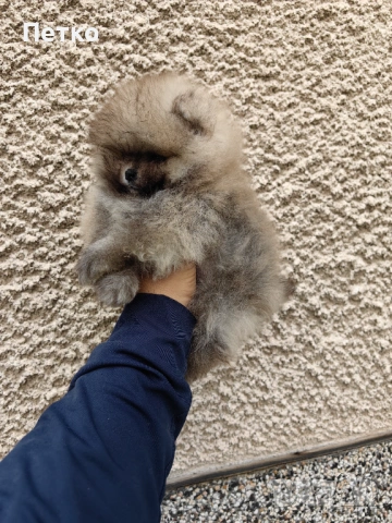 Померани, снимка 6 - Померан - 53604296