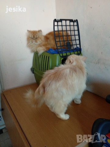 Женска персийска на 6 месеца . Родителите са на последните снимки., снимка 2 - Персийска - 52840492