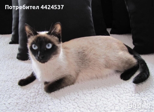 Бирмански сиамски котарак, снимка 4 - Сиамска - 52209089