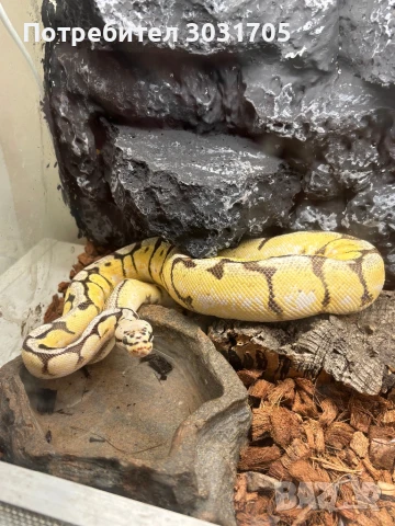 Кралски питон мъж, снимка 3 - Змии - 51109980