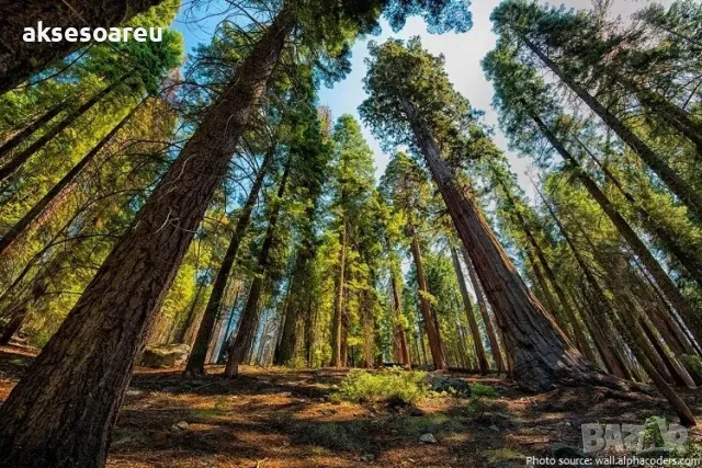 Нови Екзотични 15 семена от гигантска секвоя мамутово дърво sequoiadendron giganteum за декорация, снимка 5 - Сортови семена и луковици - 50223558