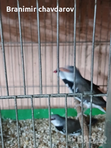 продавам гулдови папагалови и други амадини, снимка 4 - Амадини - 53966911