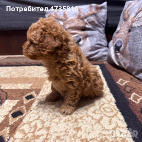 Той пудел, снимка 2 - Пудели - 53456679