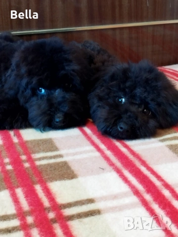 Мини пудел , снимка 13 - Пудели - 53132342