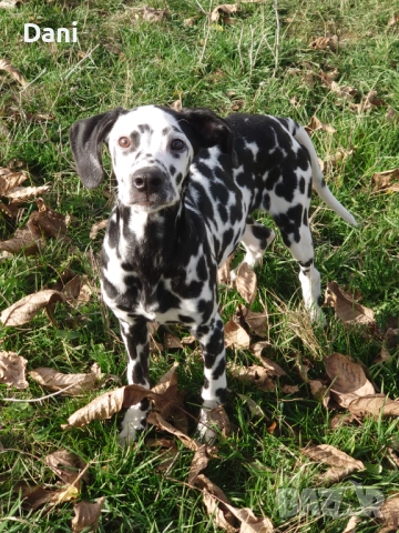 Женско Далматинче., снимка 2 - Далматинец - 52580317