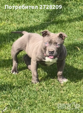 Американско Були Покет/American Bully Pocket , снимка 5 - Питбул - 52860044
