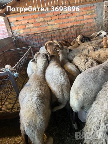 Продавам кочове за курбан  , снимка 5 - Овце - 45710391