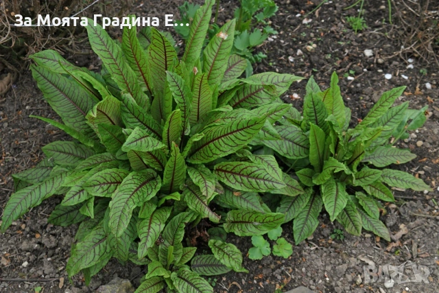 Киселец - Лапад