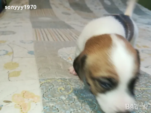 ДЖАК РЪСЕЛ ВИДИН-КУПУВАМЕ КУЧЕ 0104251735, снимка 12 - Джак ръсел териер - 49728785