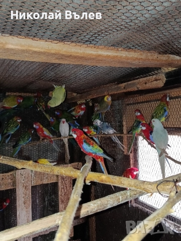 Розели и пенанти, снимка 5 - Папагали - 52582207