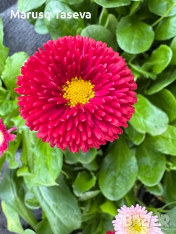 Кичест белис/паричка 