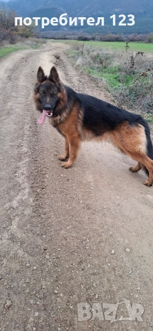 Мъжка дългокосместа немска овчарка за разплод.