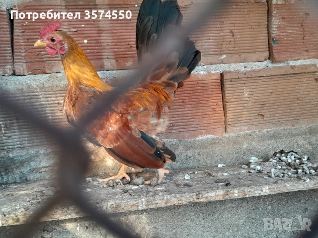 Продавам Серами, снимка 7 - други­ - 53164200