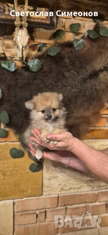 Мини померански шпиц и 2 бр пинчери, снимка 7 - Пинчер - 52832815