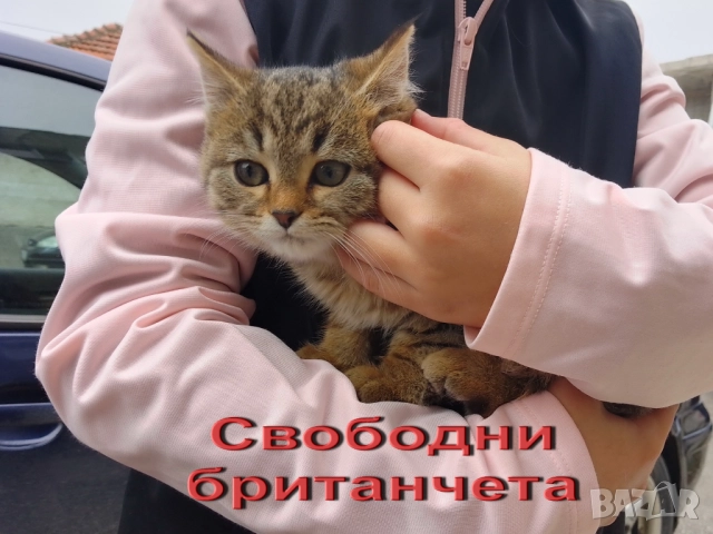 Британско коте, момиче, момче, маркирано, агути, таби, котка, котарак, котенце британче, снимка 2 - Други - 52152579