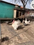 Продавам пуйки намират се в гр Раднево един мъжки и 3 женски. , снимка 3