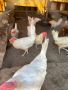 Кокошки легхорн декалб  , снимка 1 - Кокошки и пуйки - 45684776
