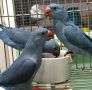 Индийски пръстеновиден папагал, снимка 1 - други­ - 45284078