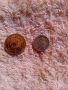 монети , снимка 2