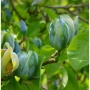 Магнолия Blue Babe (Magnolia acuminata ‘Blue Baby’), снимка 1
