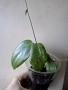Хоя, hoya cinnamomifolia, снимка 2
