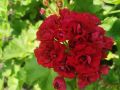 Мушкато Sameer roze Tina , снимка 1 - Градински цветя и растения - 45141292