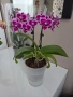 phalaenopsis в самополивна саксия, снимка 2