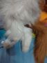 котка мяукаща движеща се 45 см USA играчка, снимка 5