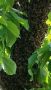 премахвам пчелни рояци , снимка 1 - Стоки за пчели - 45706772