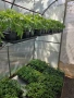 Разсад домати Нови Искър, снимка 1