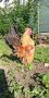 Петлета Малайзийска серама, снимка 1 - Кокошки и пуйки - 45822632