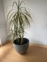 Драцени с включени в цената саксии, снимка 3