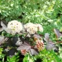 Физокарпус Диабло, Physocarpus Opulifolius Diablo, снимка 8