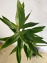 Драцена Ангустифолиа различна, снимка 4