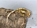 Ресничест гекон - Lilly White, снимка 5