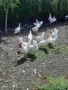 Легхорн и Маран черен мед;свободни яйца,пилета и кокошки кокошките са с записване и капаро., снимка 4