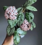 Хоя . Hoya carnosa 'Wilbur Graves', снимка 1