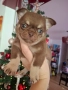 Момче Чихуахуа , снимка 3