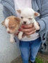 Продавам чихуахуа, снимка 3
