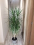 Спатифилум (Женско щастие), Драцена, Хлорофитум, , снимка 2