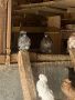 Продавам гълъби китайски чайки 15 лева броя или 4 гълъба за 50 лева, снимка 1 - Гълъби - 45252425