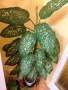 Продавам саксия с декоративно растение Дифенбахия., снимка 6