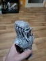 Predator Bust / Предатор бюст, снимка 6