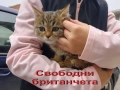 Британско коте, момиче, момче, маркирано, агути, таби, котка, котарак, котенце британче, снимка 2