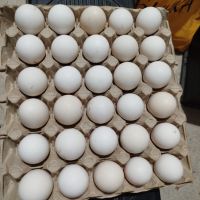 Разплодни яйца , снимка 4 - Кокошки и пуйки - 44958304
