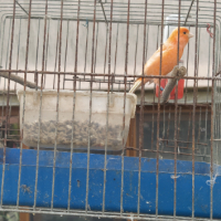 Продавам мъжки канарчета, снимка 7 - Канари - 45055817