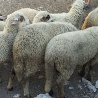 продавам агнета , снимка 3 - Овце - 46008989